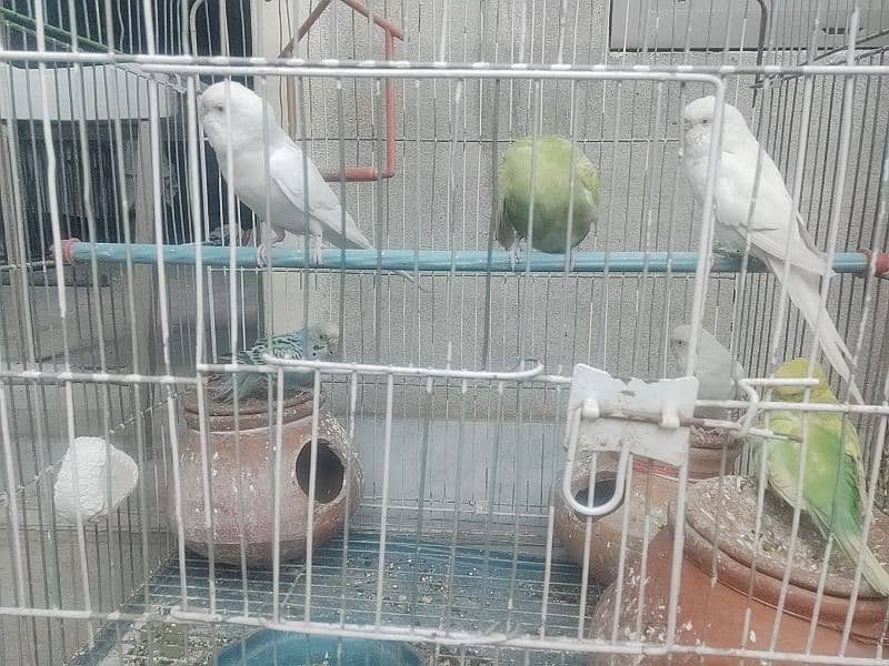 Australian parrot for sale 0