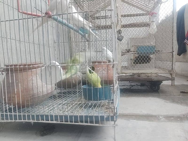 Australian parrot for sale 1