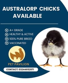 Australorp