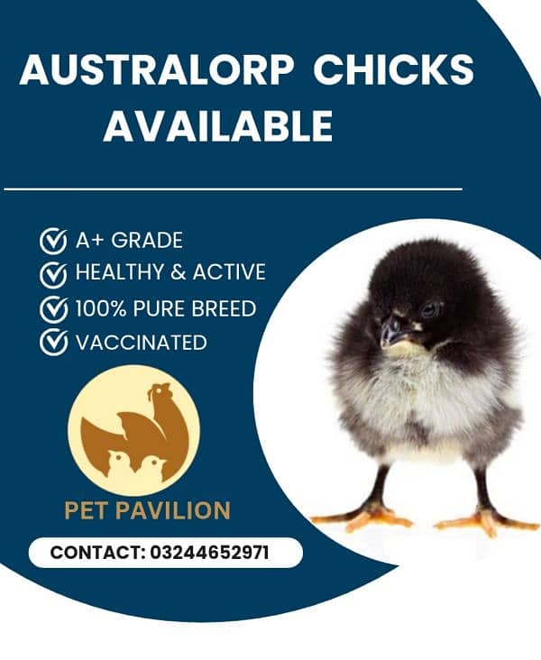 Australorp Astralorp Australop Chicks 0