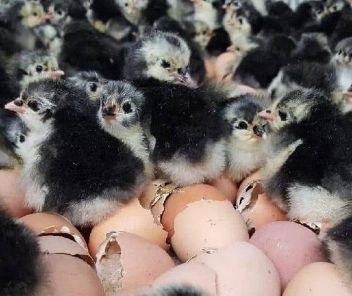 Australorp Astralorp Australop Chicks 1