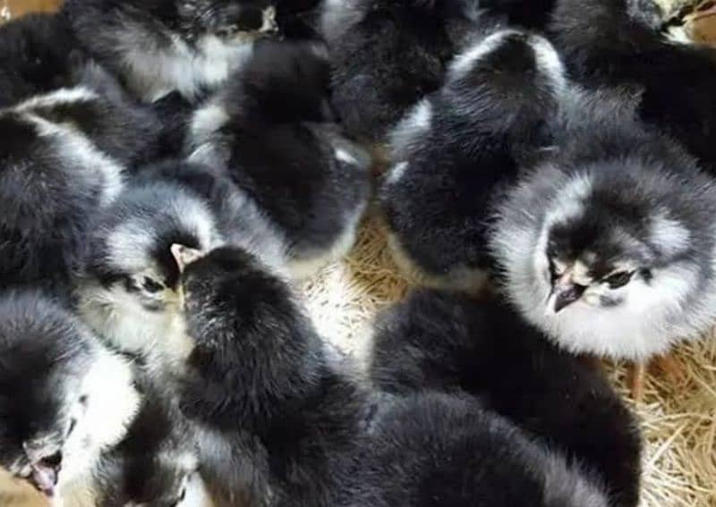 Australorp Astralorp Australop Chicks 2