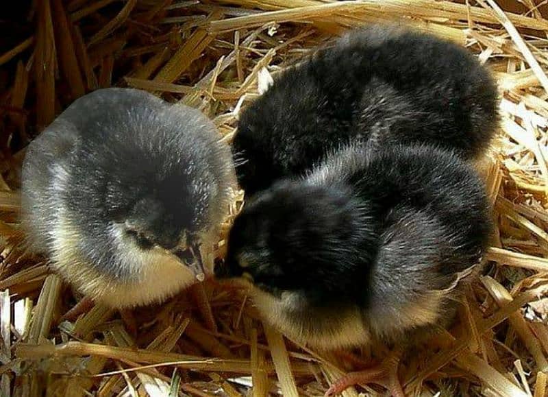 Australorp Astralorp Australop Chicks 3