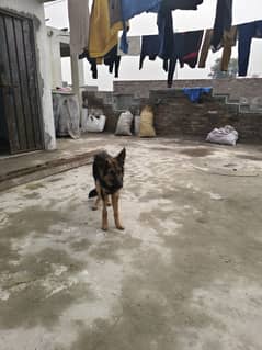 I want to Sell My Female GSD