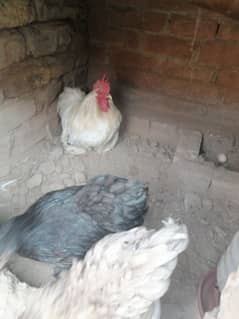 Bantam fertile eggs