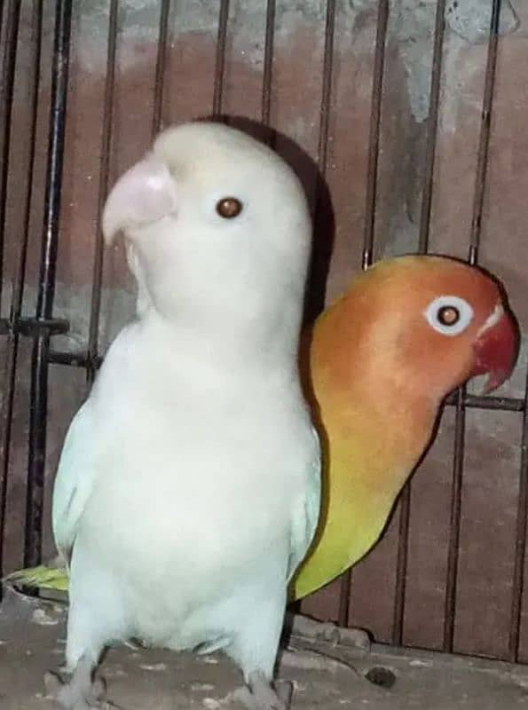 lovebirds 2