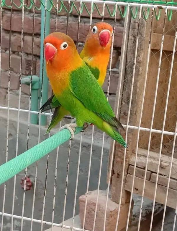 lovebirds 4