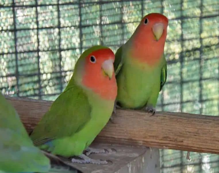 lovebirds 6