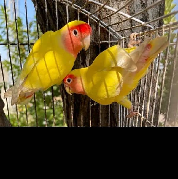 lovebirds 8