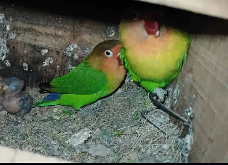 lovebirds 13