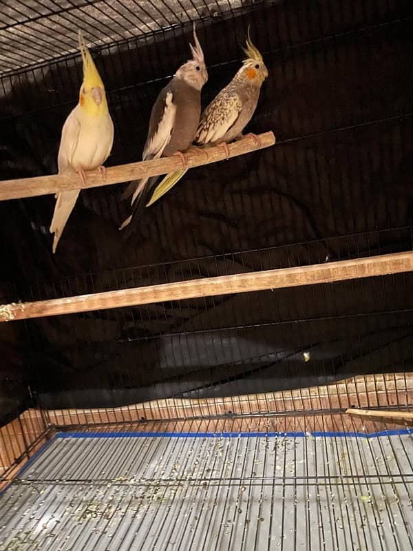 full cage Aik pair cocktail or sath ma 1 or b ha total 3 ha o 0