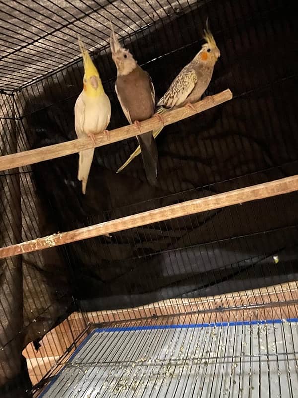 full cage Aik pair cocktail or sath ma 1 or b ha total 3 ha o 1