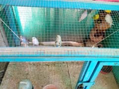 6pairs of Australian parrots with caged