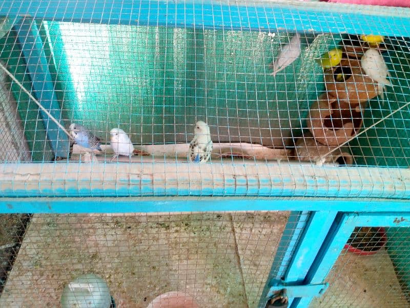 6pairs of Australian parrots with caged 0