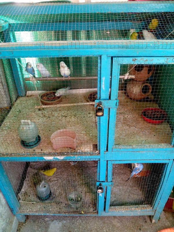 6pairs of Australian parrots with caged 1