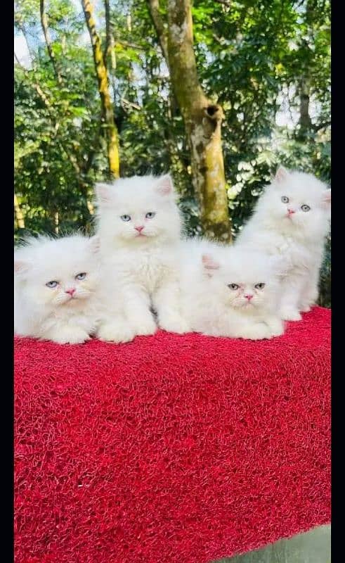 Persian kittens| Punch face| imported| fancy| Cat| Pair| baby Cat^_^ 0