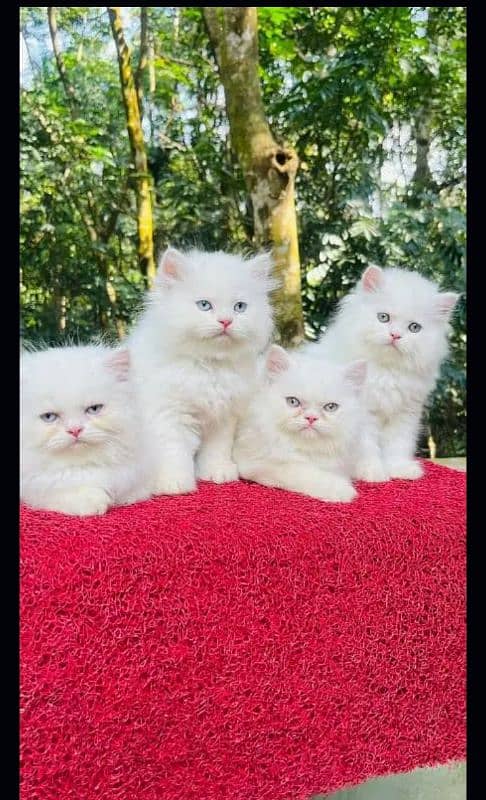 Persian kittens| Punch face| imported| fancy| Cat| Pair| baby Cat^_^ 1