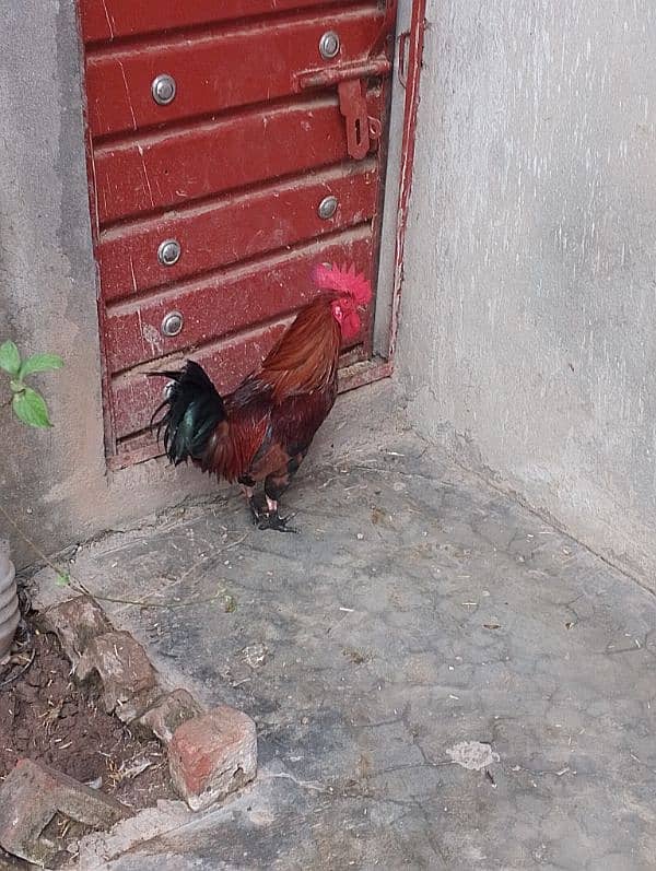 age 2 year red murga for sale only call 2