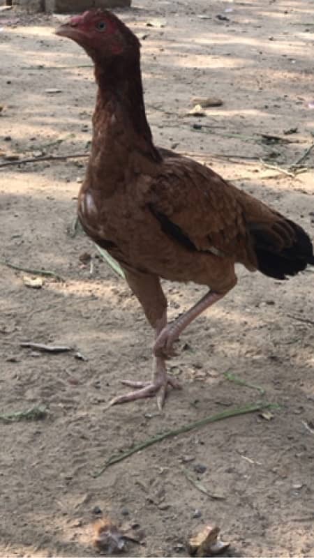 aseel birds pair 1 male 2 female 0