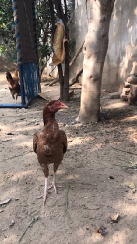 aseel birds pair 1 male 2 female 1