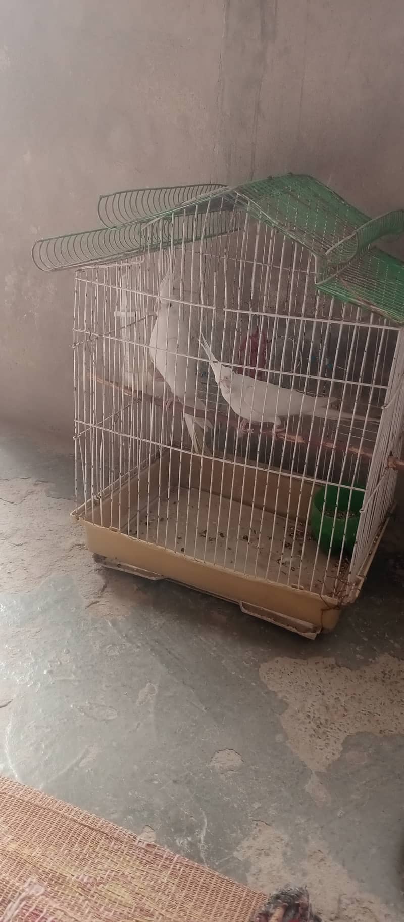 pure white parrot 1