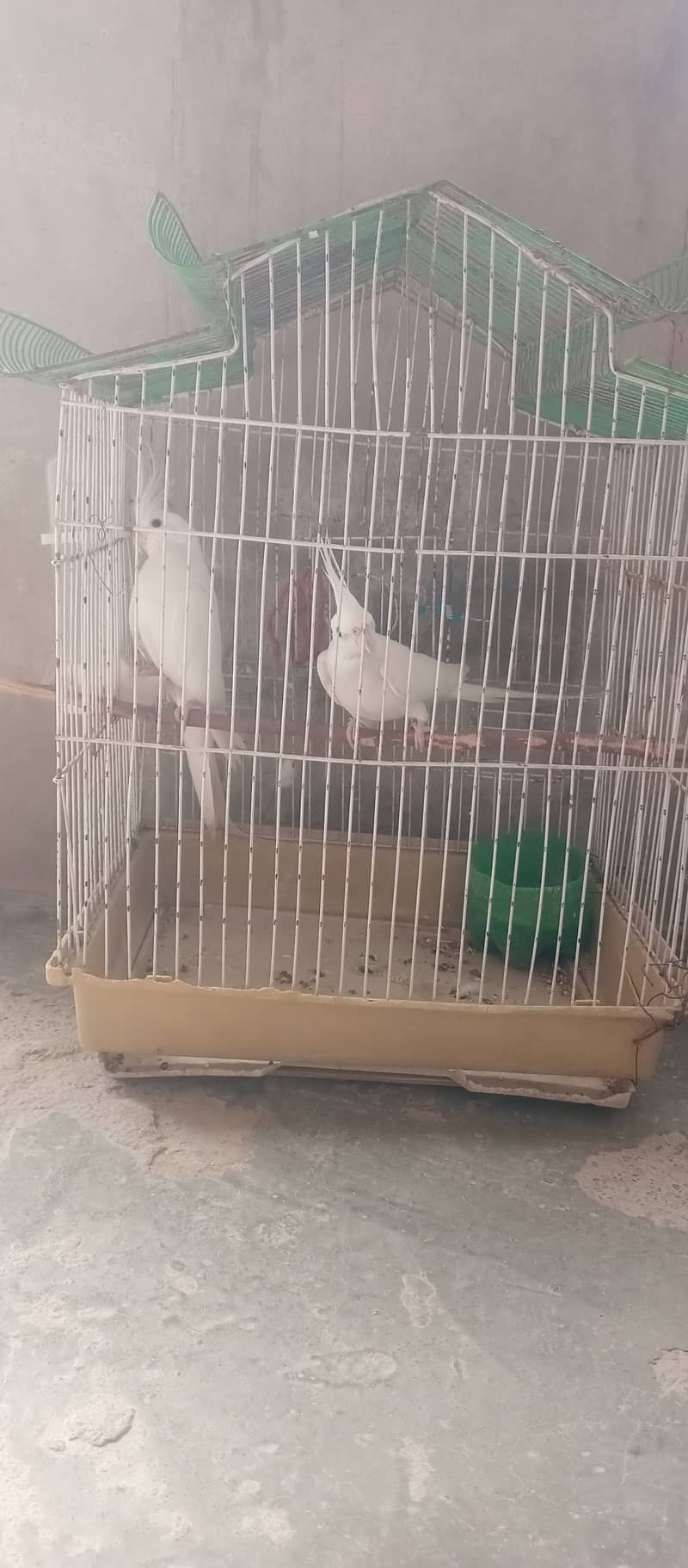 pure white parrot 3