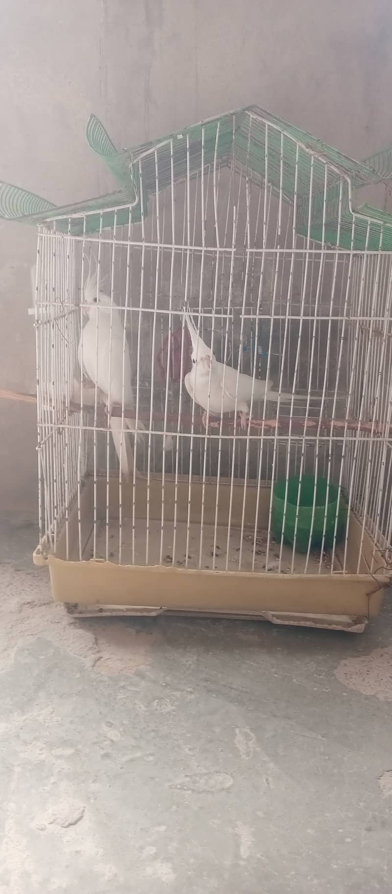 pure white parrot 4