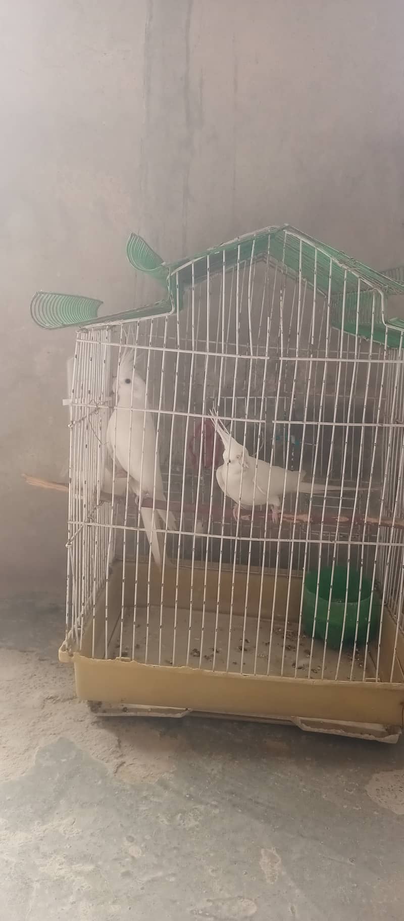 pure white parrot 5