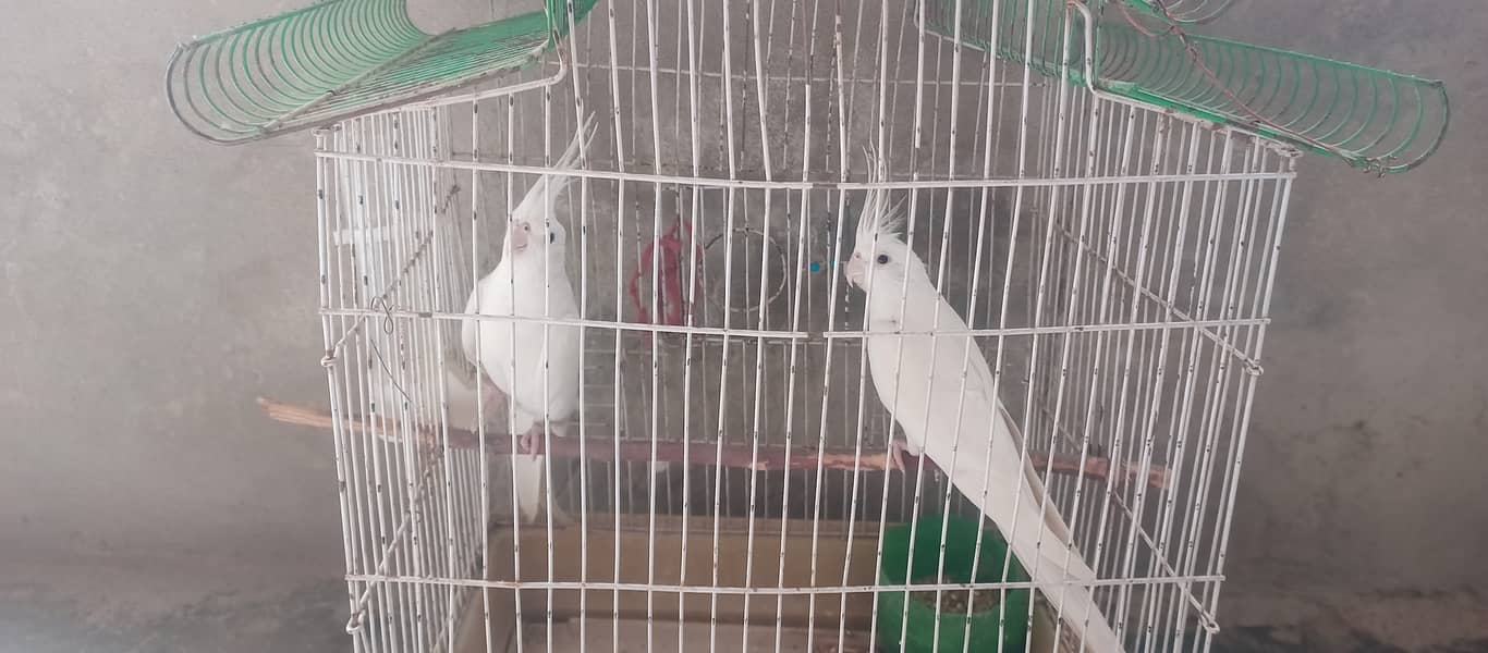 pure white parrot 7