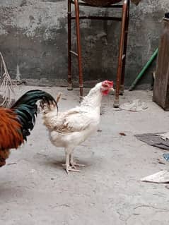 desi hen pair murgha murghi eggs lying