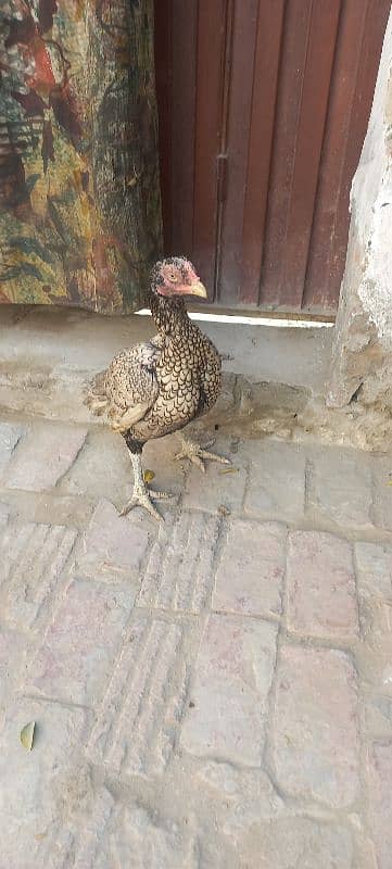 Aseel Hens for sale 1