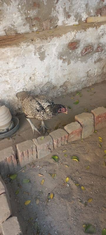 Aseel Hens for sale 4