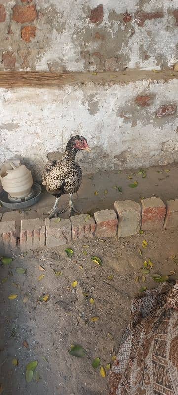 Aseel Hens for sale 5