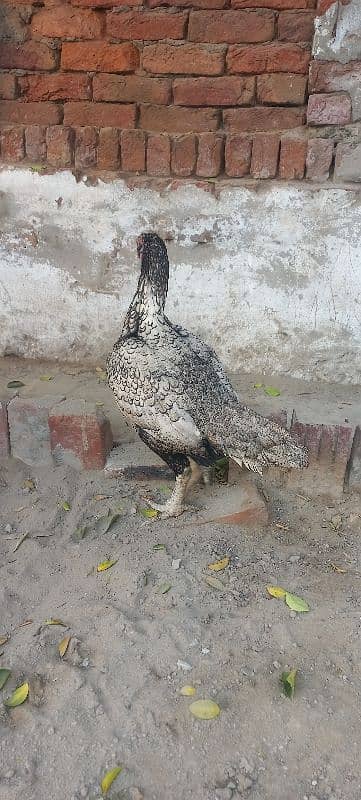 Aseel Hens for sale 6