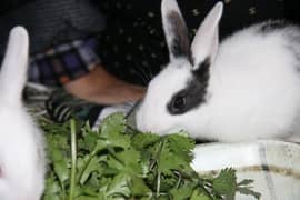 1 month old M and F Rabbits, Home born and Home fed very playful