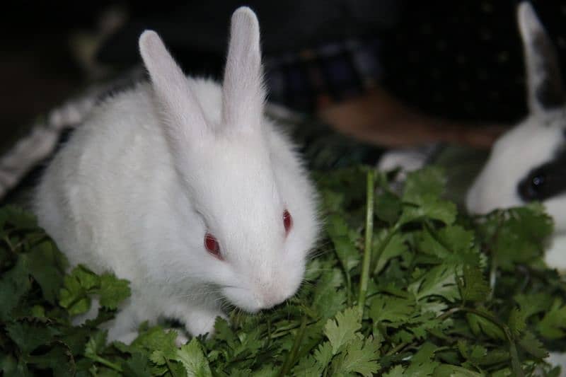 1 month old M and F Rabbits, Home born and Home fed very playful 1