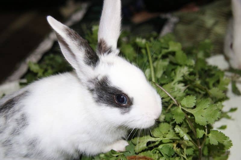 1 month old M and F Rabbits, Home born and Home fed very playful 2