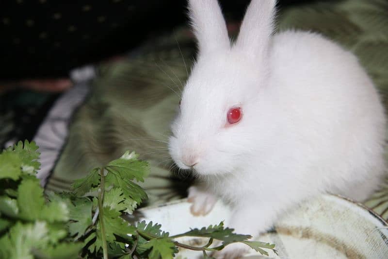 1 month old M and F Rabbits, Home born and Home fed very playful 3