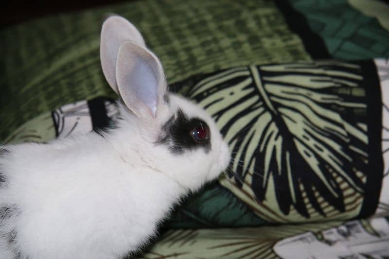 1 month old M and F Rabbits, Home born and Home fed very playful 4