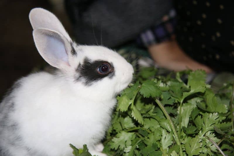 1 month old M and F Rabbits, Home born and Home fed very playful 5