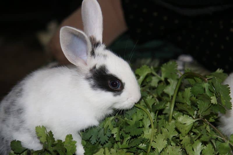 1 month old M and F Rabbits, Home born and Home fed very playful 6