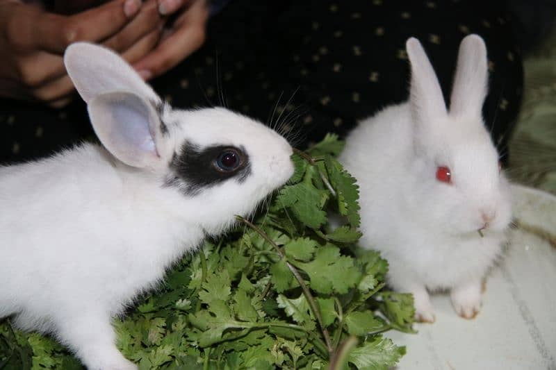 1 month old M and F Rabbits, Home born and Home fed very playful 7