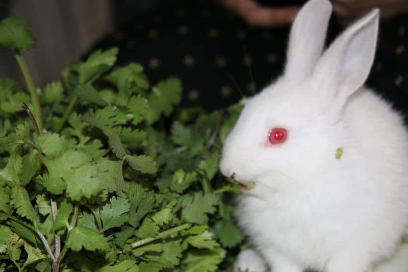 1 month old M and F Rabbits, Home born and Home fed very playful 8