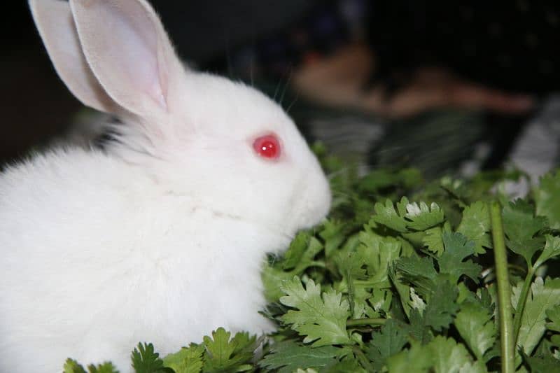 1 month old M and F Rabbits, Home born and Home fed very playful 9