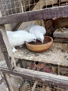 American lakay pure white beauty breeder pair