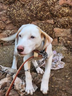 Pointer x bull terrier cross. . . Female. .