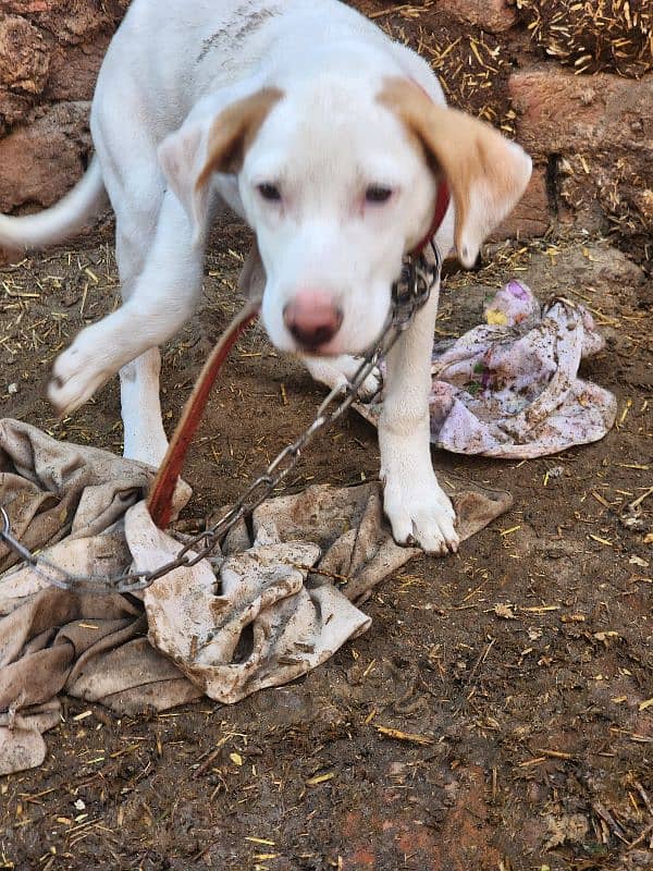 Pointer x bull terrier cross. . . Female. . 1