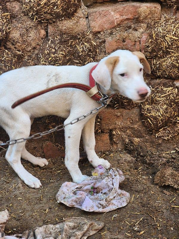 Pointer x bull terrier cross. . . Female. . 2