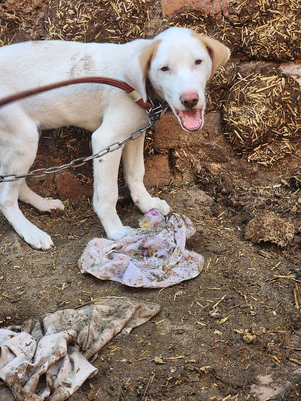 Pointer x bull terrier cross. . . Female. . 3