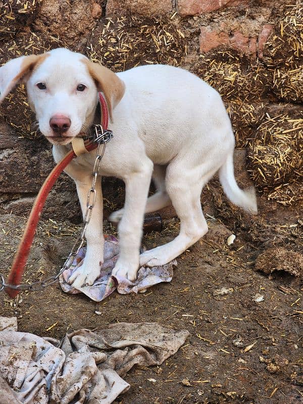 Pointer x bull terrier cross. . . Female. . 4